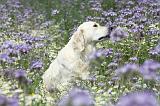 GOLDEN RETRIEVER 602